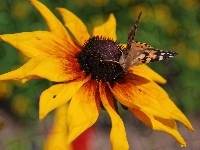 Motyl, Osetnik, Rudbekia, Dwubarwna, Rusałka