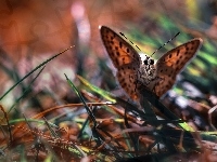 Źdźbła, Motyl, Trawy
