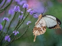Fioletowe, Motyl, Kwiatki