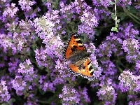 Fioletowe, Motyl, Rusałka pokrzywnik, Kwiatuszki