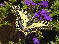 Fioletowe, Motyl, Kwiatuszki