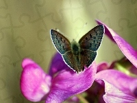 Fioletowy, Motyl, Kwiat