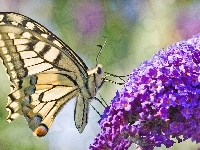 Kwiat, Fioletowy, Motyl