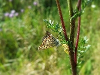 Motyl, Gałązka