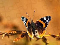 Motyl, Gałązka