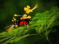 Gałązki, Motyl, Kwiat