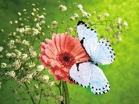 Motyl, Gerbera