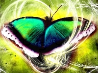 Motyl, Grafika