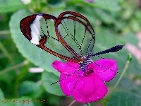 Motyl, Amarantowy, Kwiat, Greta Oto