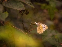 Motyl, Kapustnik
