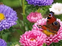 Kolorowe, Motyl, Kwiaty