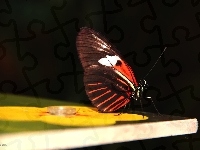 Kolorowe, Motyl, Skrzydła