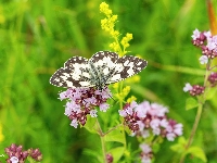 Owad, Polowiec szachownica, Motyl, Kwiaty, Kolorowe