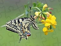 Motyl, Paź, Królowej, Kwiat