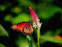 Motyl, Kwiat