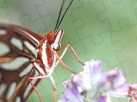 Motyl, Kwiat