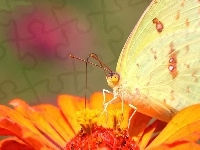 Motyl, Kwiat