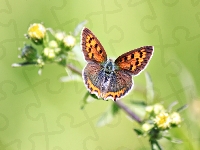 Motyl, Kwiat