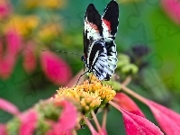 Motyl, Kwiat