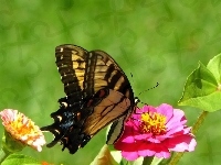 Motyl, Kwiat