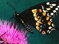 Motyl, Kwiat