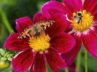Motyl, Egzotyczny, Kwiat, Trzmiel