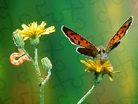 kwiat, Motyl, gąsienica