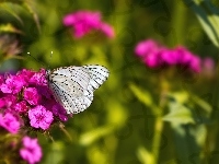 Kwiat, Motyl, Goździk