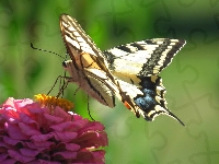 Kwiat, Paż królowej, Motyl