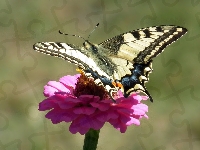 Kwiat, Paż królowej, Motyl