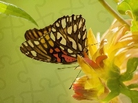Kwiat, Motyl, Liście