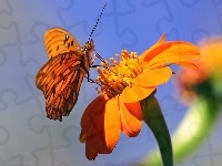 Kwiat, Motyl, Makro