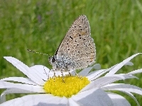 Kwiat, Motyl, Margerytka