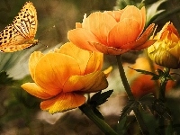 Motyl, Pomarańczowy, Kwiat, Art