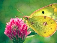 Kwiat, Motyl, Skrzydła