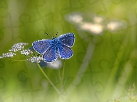 Kwiatek, Modraszek ikar, Motyl