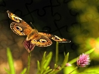 Motyl, Kwiatek