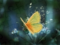 Kwiatki, Motyl, Grafika