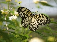 Motyl, Leuconoe, Polne, Kwiatuszki, Idea