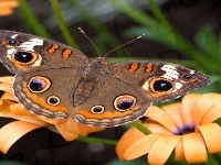 Motyl, Kwiaty