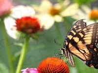 Motyl, Kwiaty