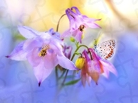 Motyl, Fioletowe, Kwiaty, Makro