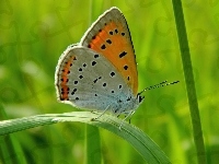 Kwiaty, Motyl, Liście