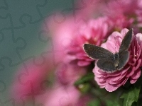 Motyl, Ostrości, Różowe, Kwiaty, Głębia