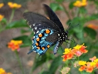 Motyl, Kwiaty