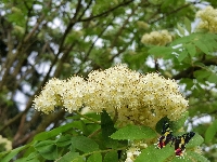 Motyl, Jarzębina, Kwitnąca