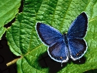 Modraszek ikar, Motyl, Liść