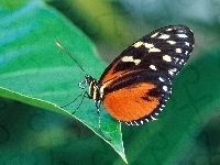 Motyl, liść