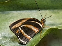 Motyl, Liść