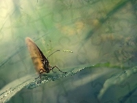 Motyl, Liść